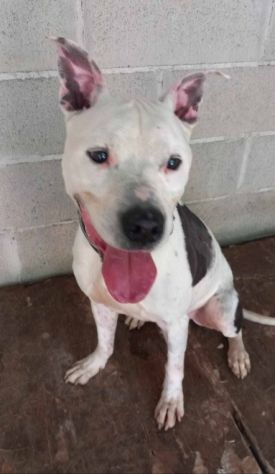 Pitbullino 12anni DOLCISSIMO in box soffre troppo!! GENOVA - Foto 4