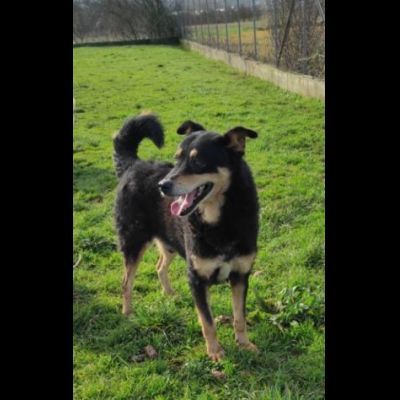 CAMBIA IL DESTINO DI CHI NON PUO' PARLARE, CANE IN ADOZIONE - Foto 5