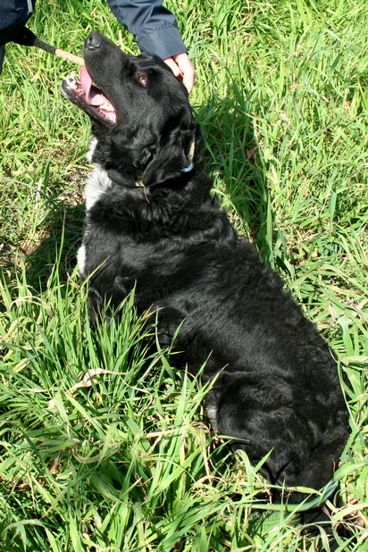 BERNIE, eterno cucciolone - Foto 3