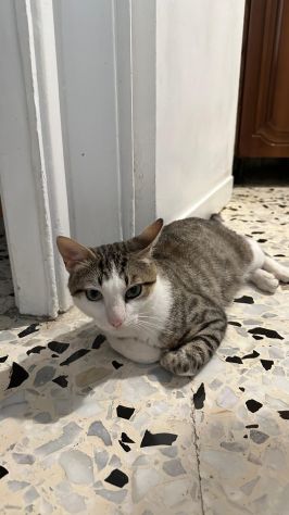 Tommy, 7 mesi, gatto, maschio - Foto 4