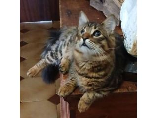 Tananai gattino