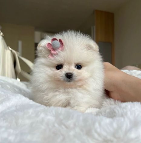 VOLPINO - VOLPINI SPITZ di POMERANIA BIANCHI CUCCIOLI - pag agevolato
