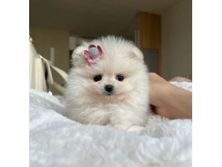 VOLPINO - VOLPINI SPITZ di POMERANIA BIANCHI CUCCIOLI - pag agevolato