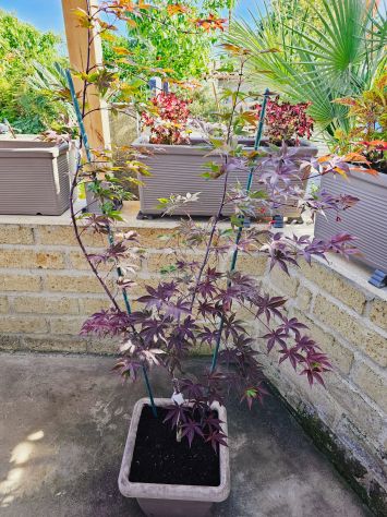 Acer palmatum Hino tsukasa rosso (ANGUILLARA SABAZIA RM) - Foto 3