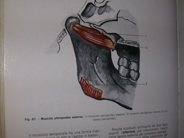 DISEGNO E ANATOMIA PER ODONTOTECNICI - Foto 9
