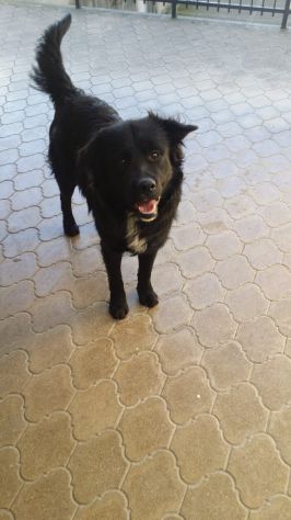 BLACKY, giovanissimo mix golden - Foto 2