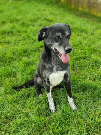 CANE IN ADOZIONE: ZEUS - Foto 3