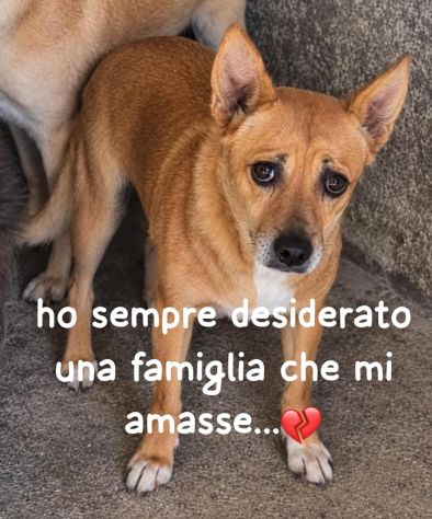 CICO 5 ANNI 7/8 KG taglia piccola E’ IN CANILE - Foto 5