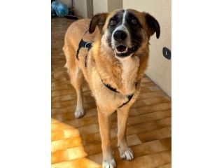 Ambra 4 anni Taglia grande