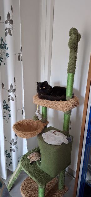 Cat sitter Milano - Foto 5