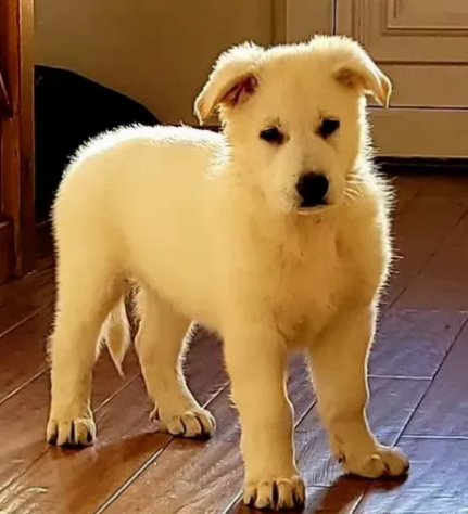 cuccioli di Pastore tedesco