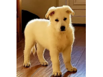 cuccioli di Pastore tedesco
