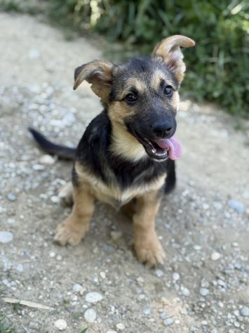 VIKY, buffissima cucciola ZAMPACORTA! Tg MEDIO PICCOLA - Foto 4