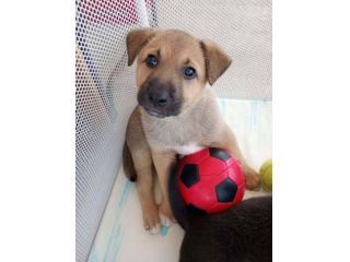 Ares cucciolo