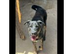 TRONKY UN GIOIOSO COCCOLONE: CANE IN ADOZIONE 1 ANNO