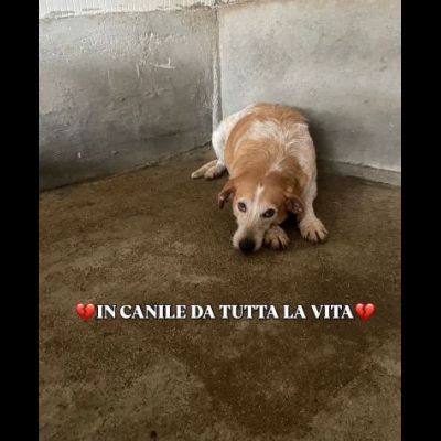 Erano solo cucciole, CAMILLA e CATERINA CERCANO SALVEZZA CAGNOLINE IN ADOZIONE