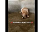 Erano solo cucciole,  CAMILLA e CATERINA CERCANO SALVEZZA CAGNOLINE IN ADOZIONE