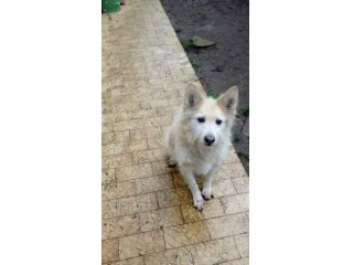 KIRA E GIGI, adozione del cuore