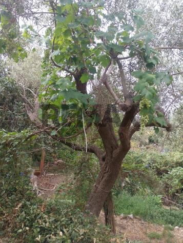 Terreno in vendita a Siracusa, Belvedere - Foto 13