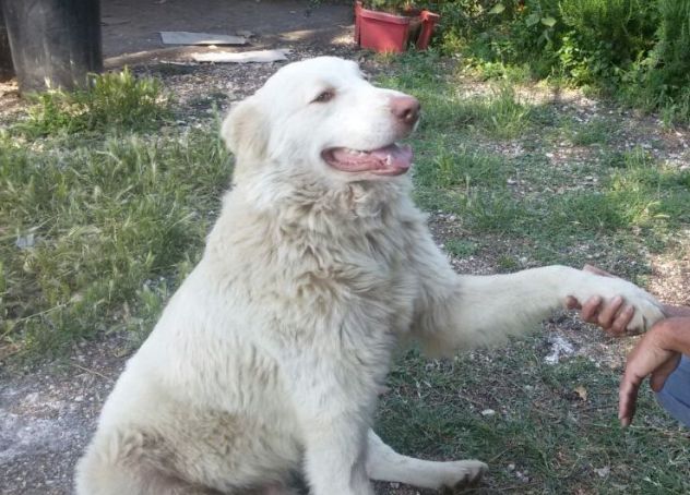 TOMMY, il gigante buono - Foto 3
