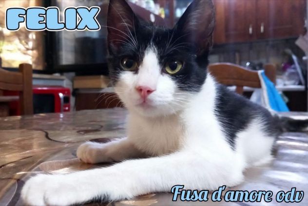 FELIX, adorabile micino in adozione