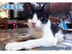 FELIX, adorabile micino in adozione