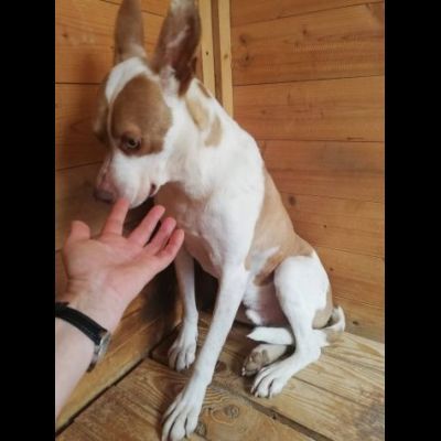 ELIO UN'OCCASIONE PER VIVERE, CANE IN ADOZIONE - Foto 6
