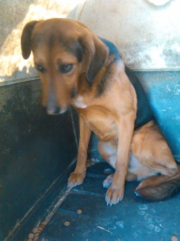 BILLY, adozione del cuore - Foto 4