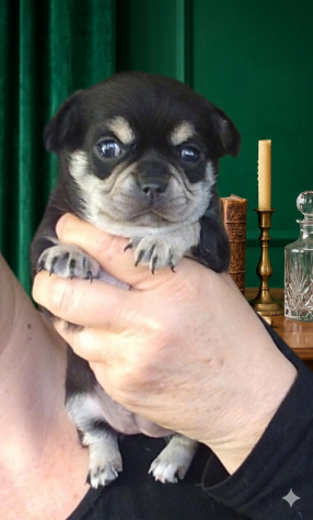 Cuccioli di chihuahua - Foto 6