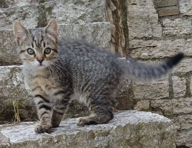 Jazz gattino - Foto 3