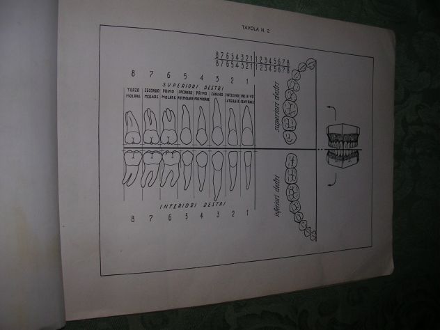 IL DISEGNO DEI DENTI - Foto 5