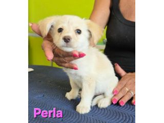 PERLA,cucciola mix volpino breton