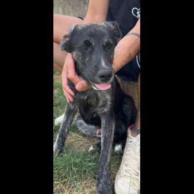 SHADOW AMOROSO CUCCIOLO IN ADOZIONE