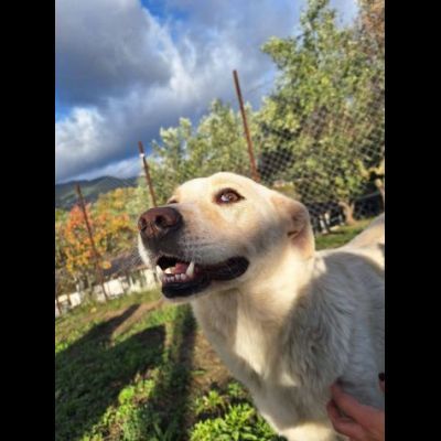CORBINA MAGNIFICO CARATTERE CANE IN ADOZIONE - Foto 4