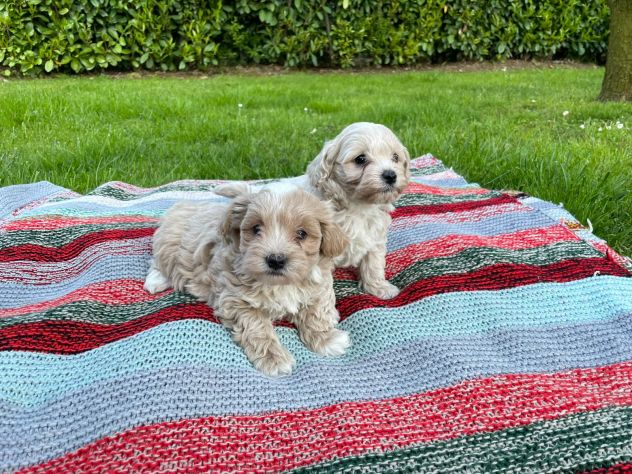 MALTIPOO - Foto 5