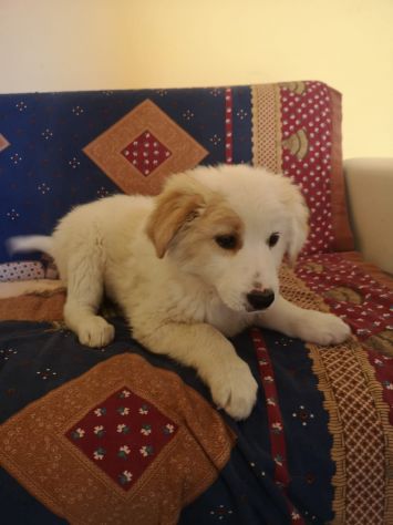 Splendidi cuccioli cercano casa - Foto 10