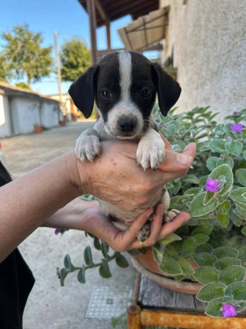 Gegè cucciolo taglia piccola