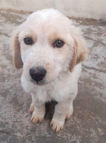 THOR 3 MESI SIMIL GOLDEN RETRIEVER E’ IN CANILE - Foto 2