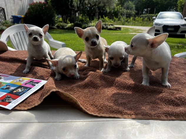 Cuccioli di Chihuahua Toy - Foto 5