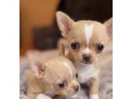 CHIHUAHUA TOY CUCCIOLI - pag agevoato