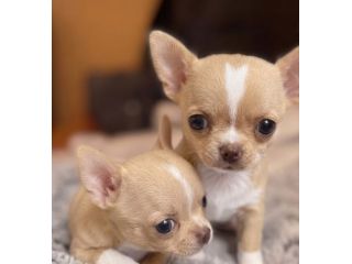 CHIHUAHUA TOY CUCCIOLI - pag agevoato