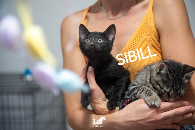 Sauron e Sibill 3 mesi - Foto 5
