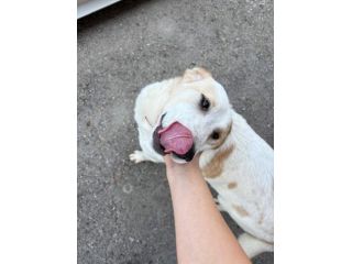 Malu cucciolo adozione del cuore