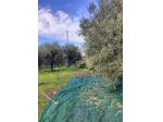 Terreno Agricolo 2940mq con deposito attrezzi catastato - 33 alberi di ulivo