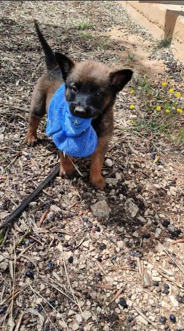 Cuccioli di Pastore Belga Malinois con pedigree - Foto 2