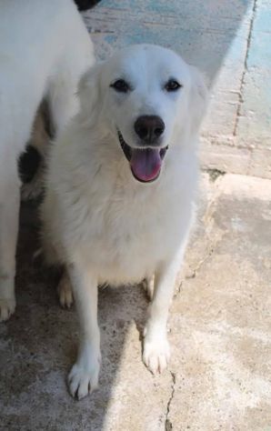 ARES, ACHILLE, ARAMIS SPLENDIDI CANI IN ADOZIONE - Foto 3