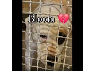 BLOOM AFFETTUOSA CAGNOLONA IN ADOZIONE