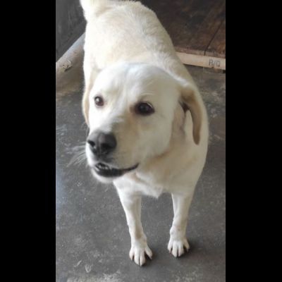 CATERINA CAGNOLINA SIMIL LABRADOR IN ADOZIONE - Foto 5