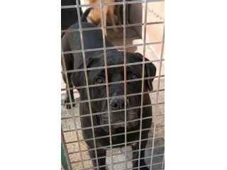 MILA CANE CORSO 5/6 ANNI E’ IN CANILE