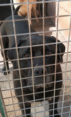 MILA CANE CORSO 5/6 ANNI E’ IN CANILE